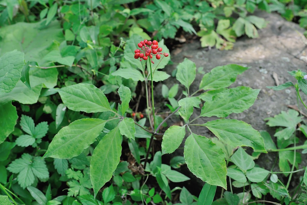 Korejský ženšen - extrakt z kořene 400 mg